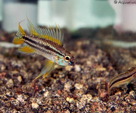 Apistogramma Bitaeniata Banded Apisto, Two-Striped Dwarf Cichlid