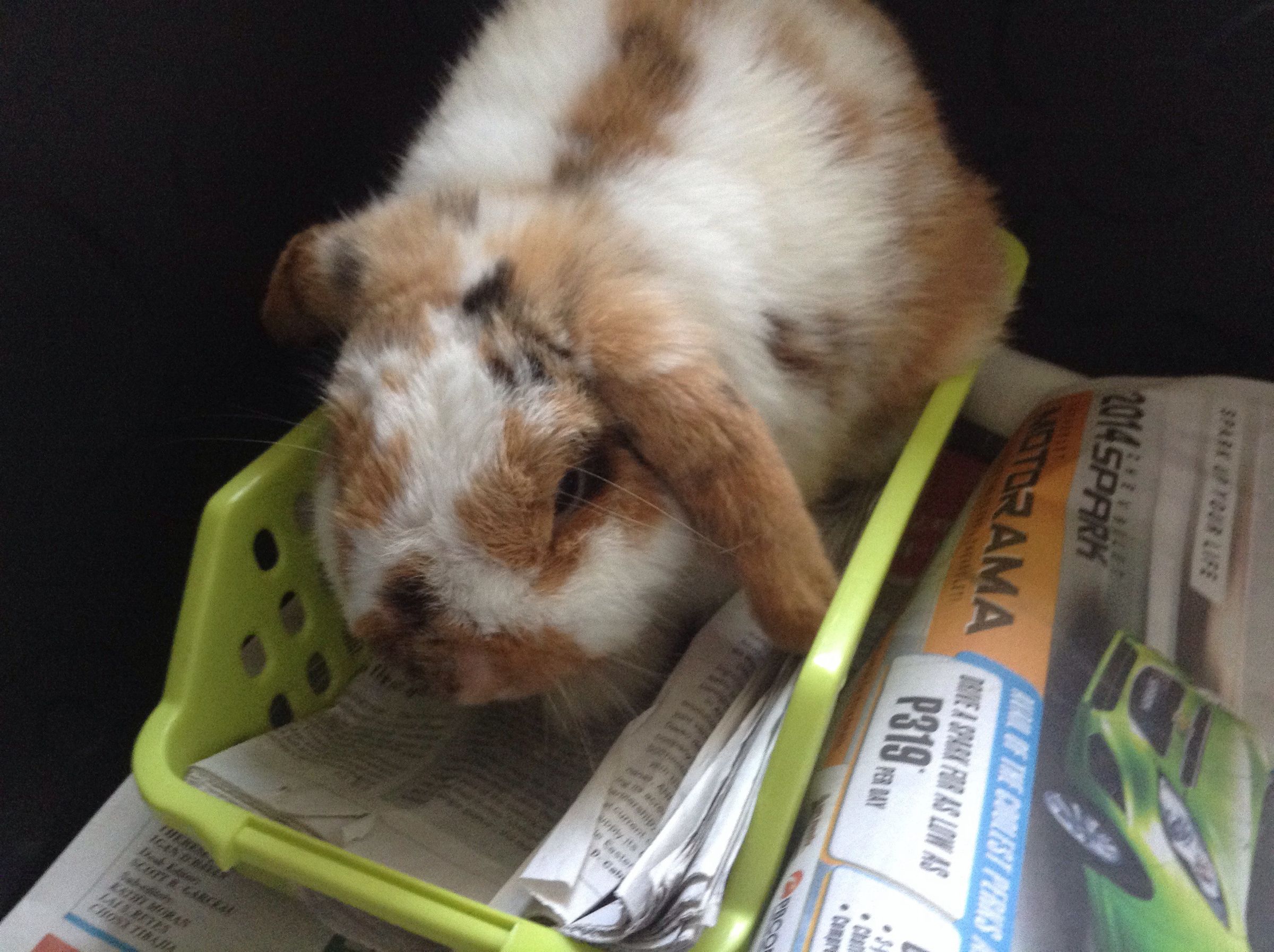 How to Litter Train Your Rabbit 4 Steps Instructables