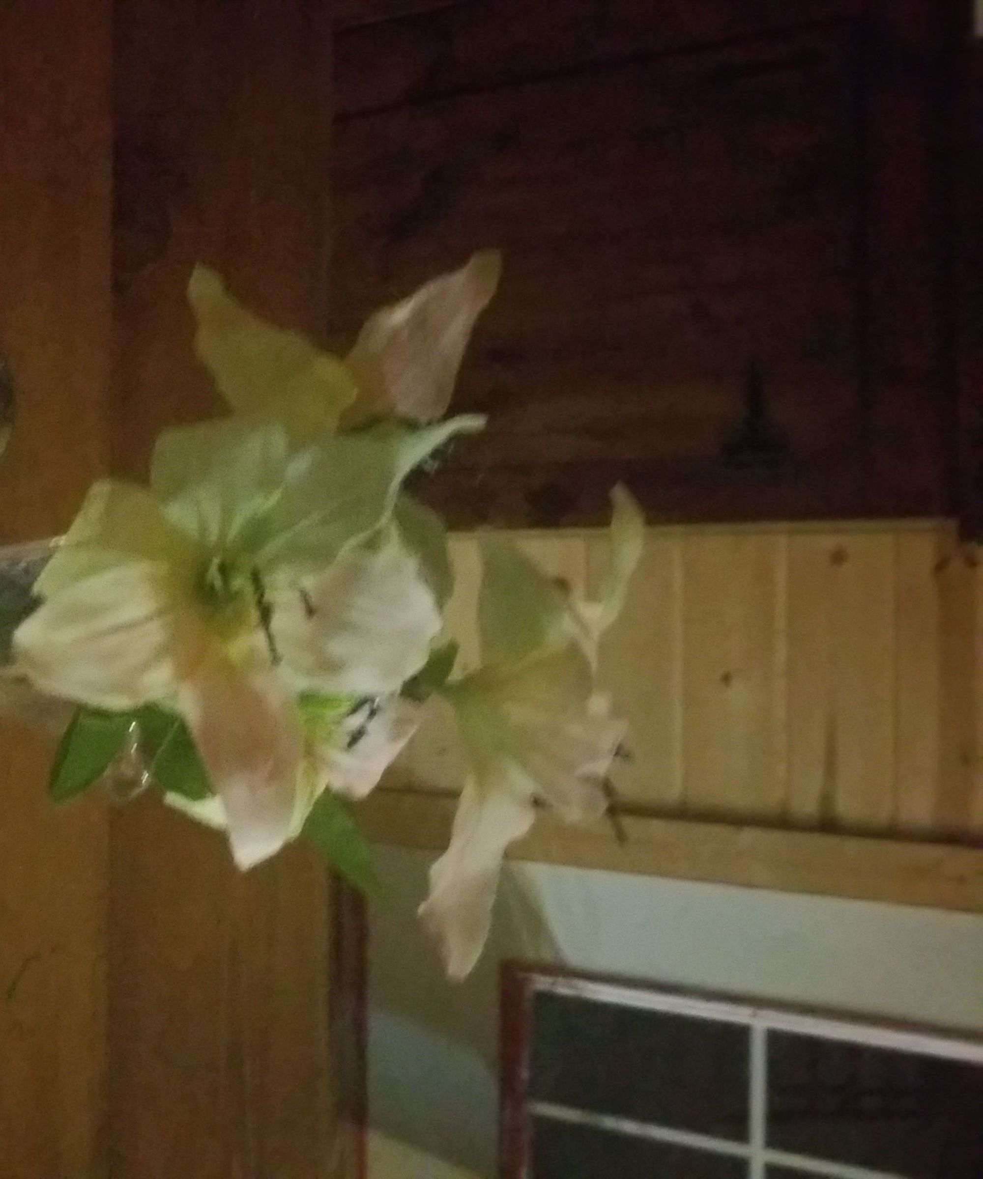 Glowflower