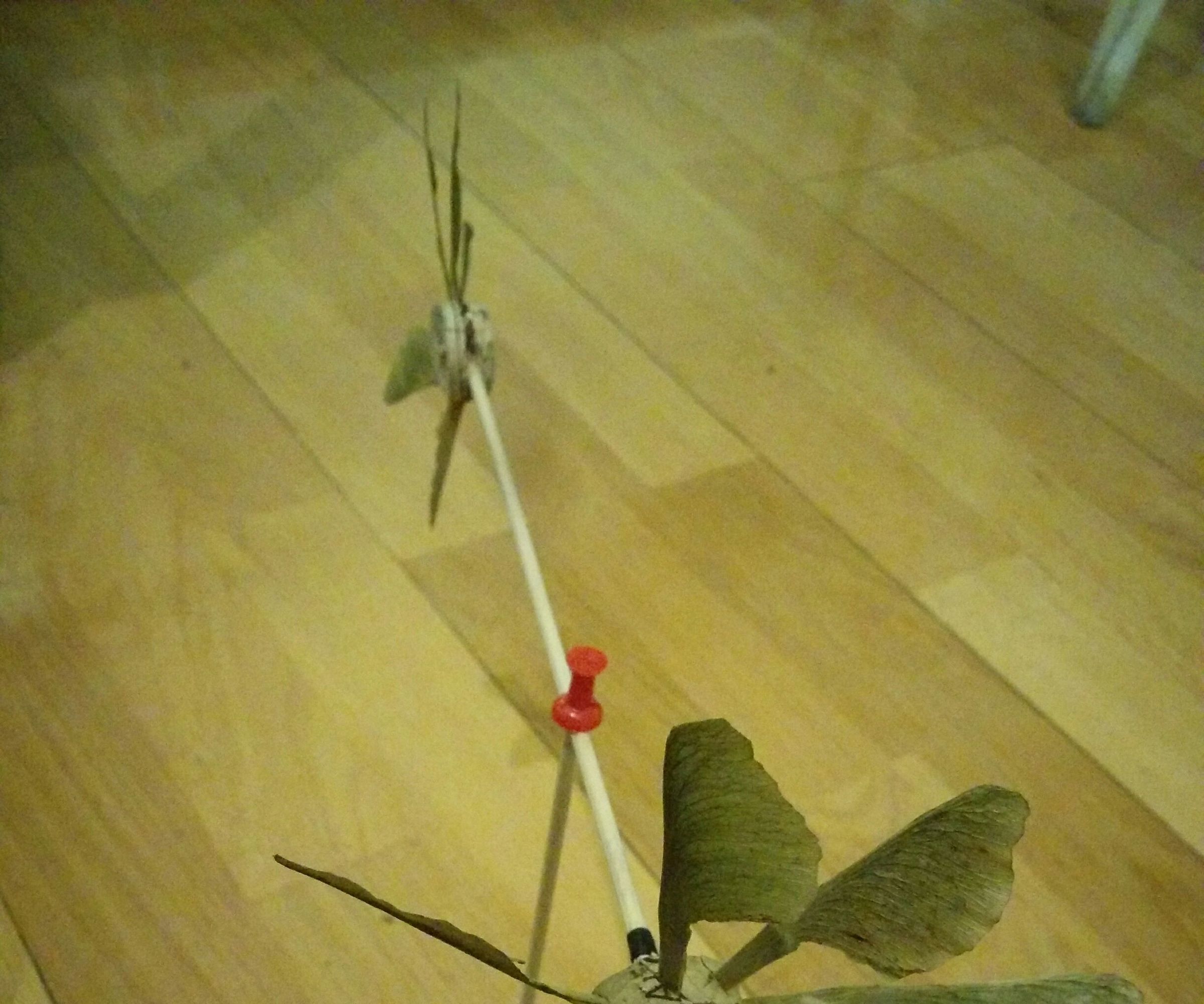 Maple Seed Windmill