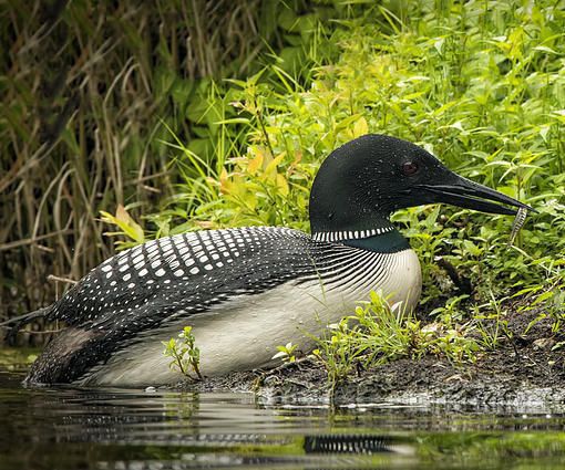 Loon Nesting Platform (Work in Progress Updated 03/15/20)
