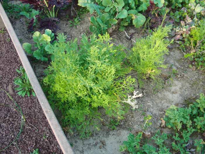 Mustard Green Pesto