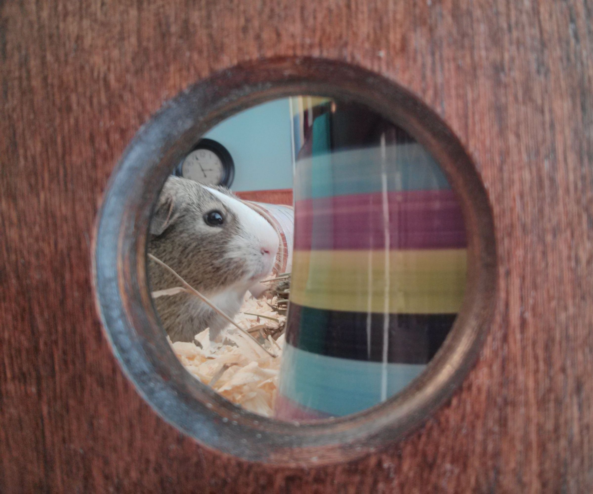 Guinea Pig Penthouse