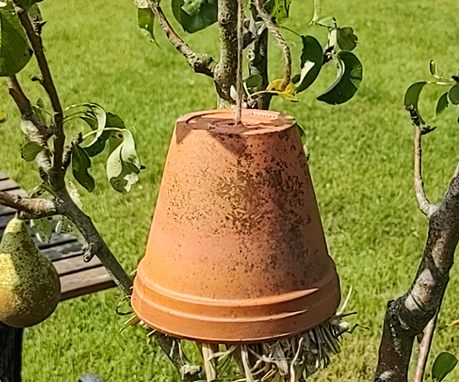 Oorwurmpot Om Luizen Op Je Fruitbomen Tegen Te Gaan