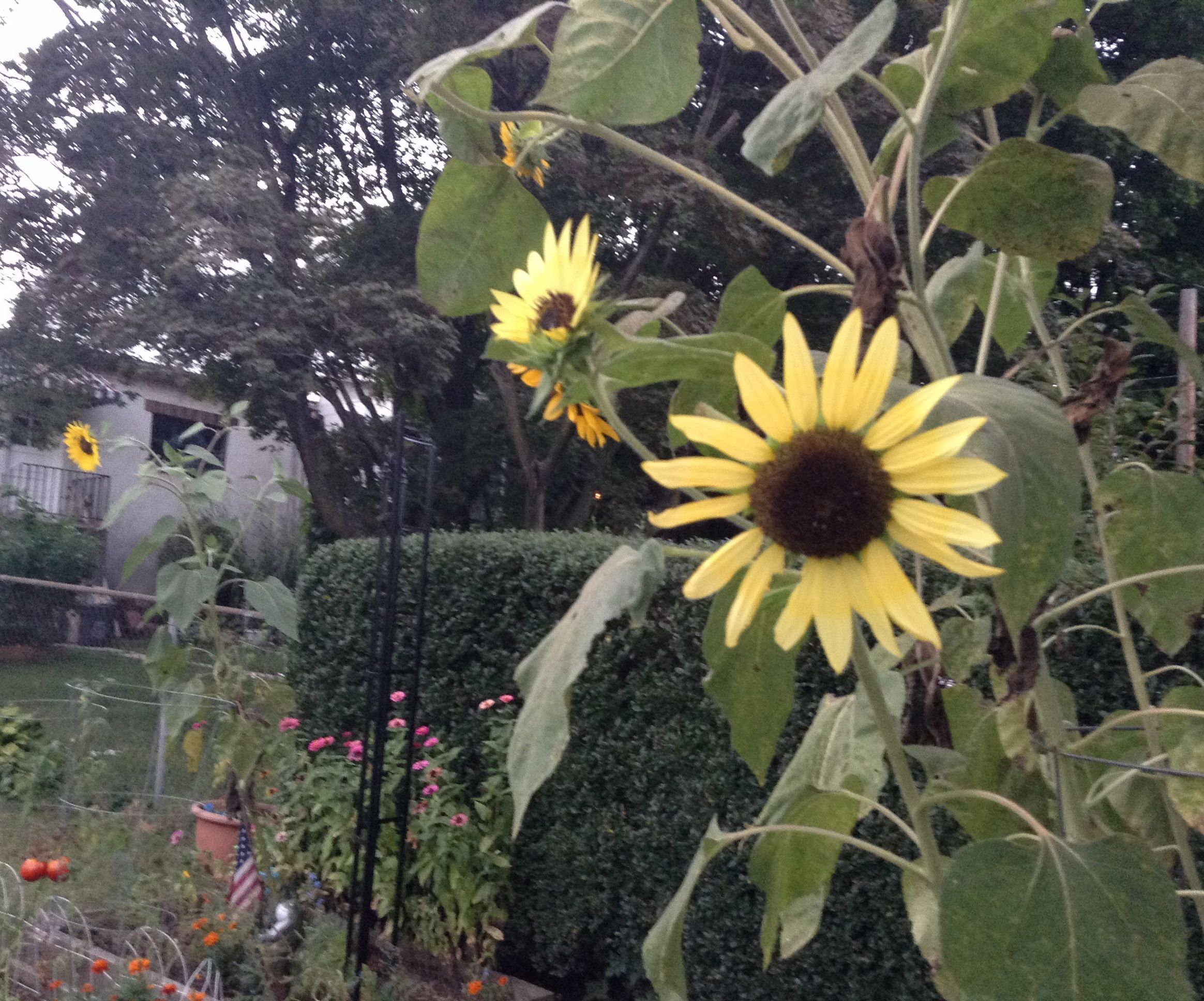 How to Harvest Ornamental Sunflower Seeds