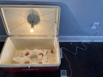 Bird Incubator