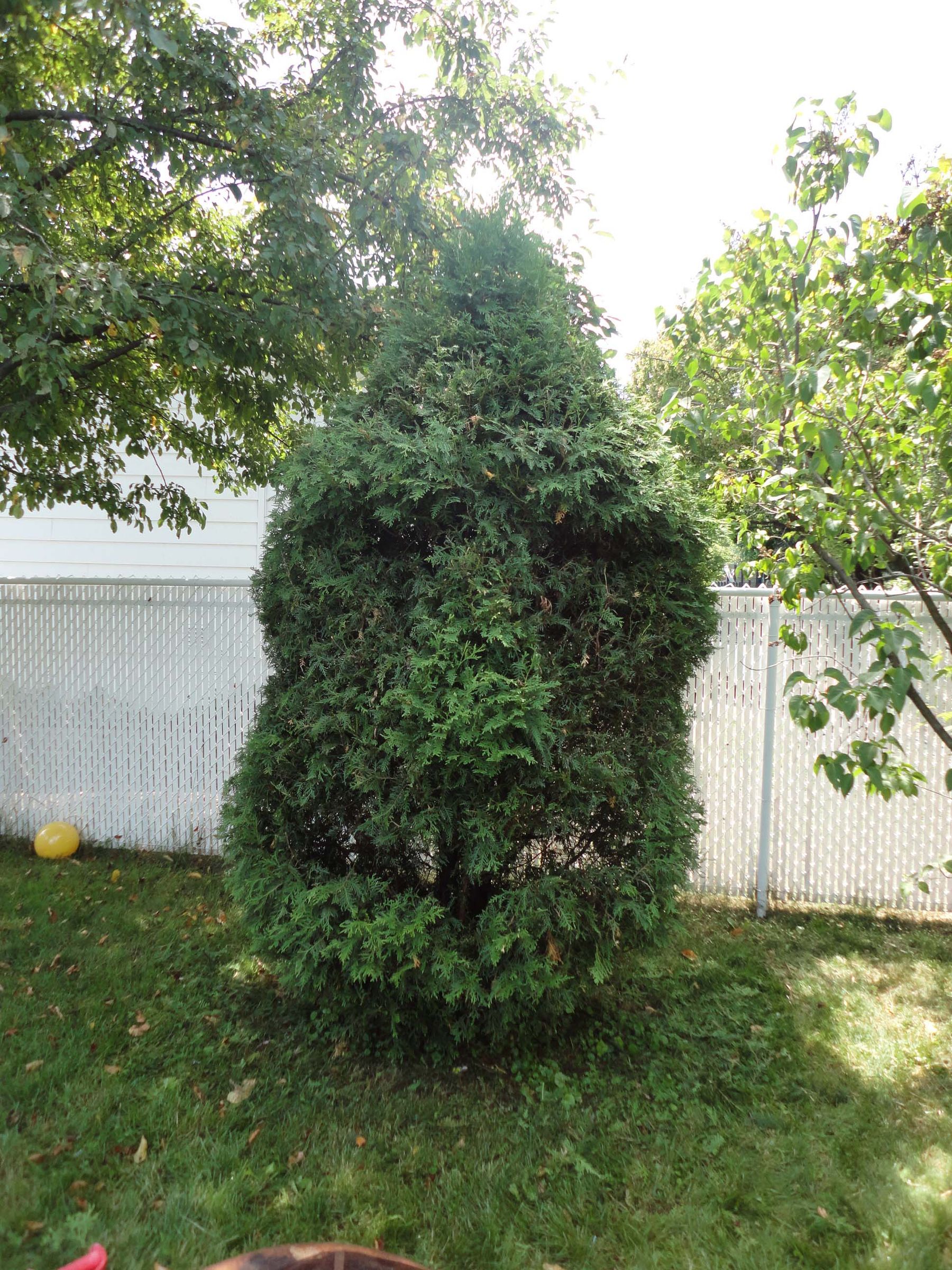 Cheering Up the Garden