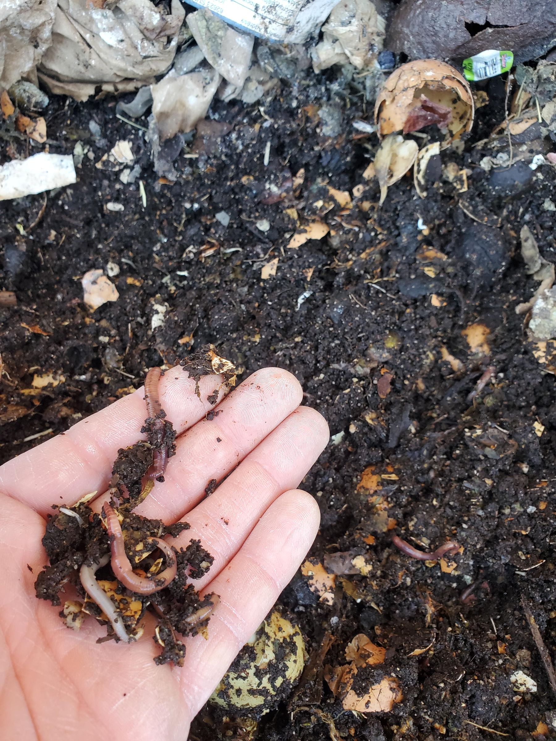 Worm Composting in the Desert 6 Steps Instructables