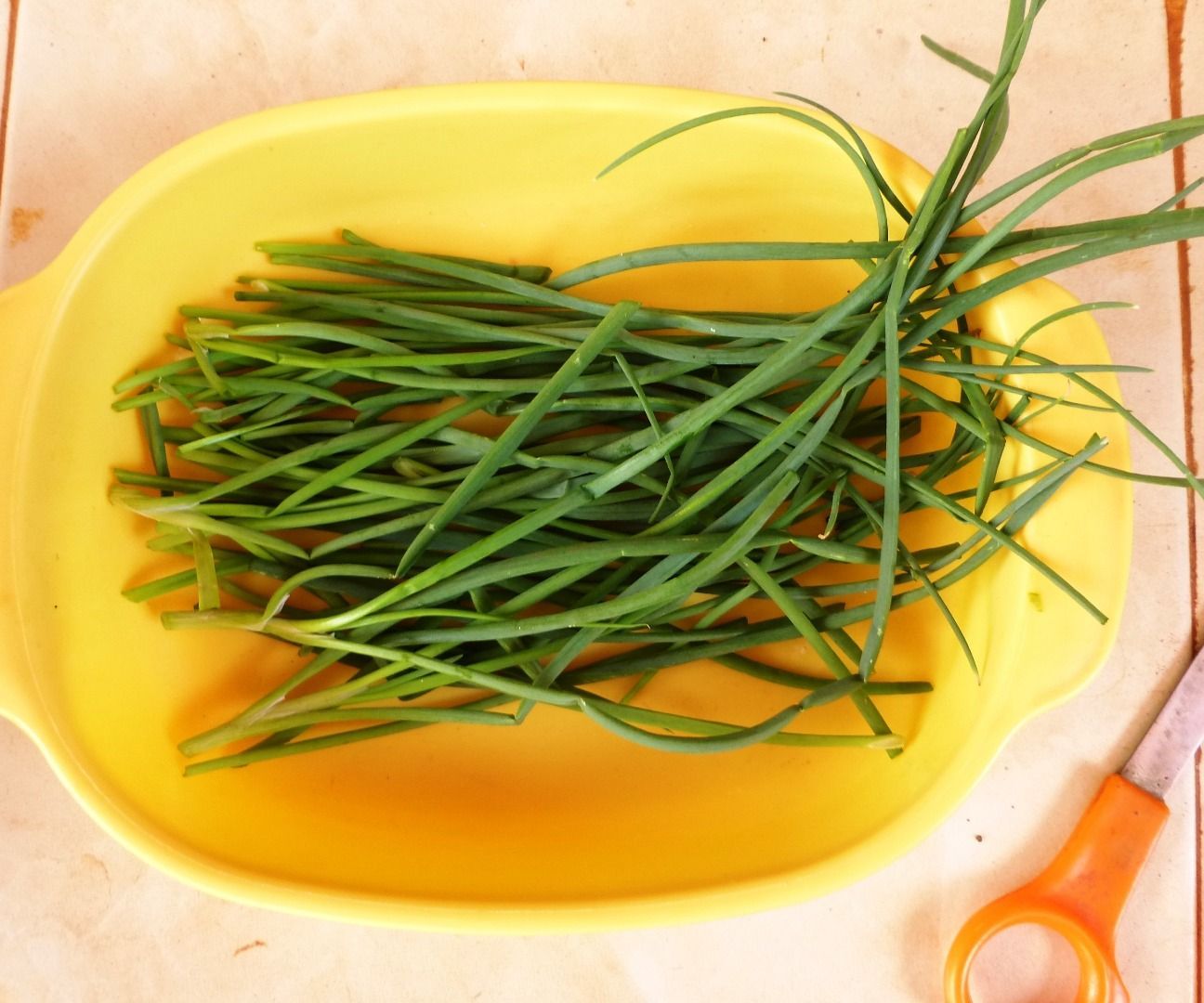 Grow and Harvest Your Own Green Onions (Scallions), the Easy Way