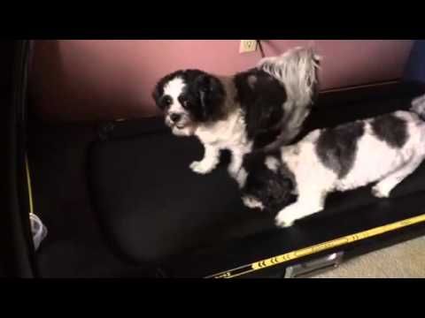 Teaching Dogs to Walk/run on Treadmill