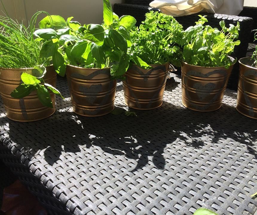 Mother's Day Gift Herb Window Garden for Only 20 $