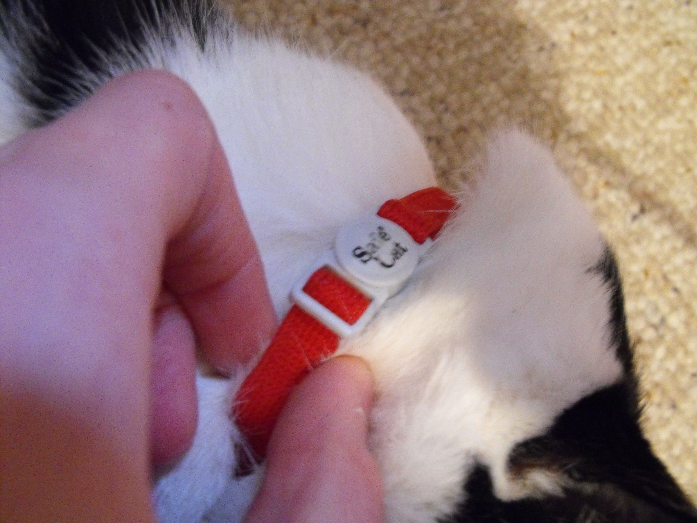 How to Put a Bell on Your Cat. 4 Steps Instructables