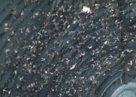 DIY MOSQUITO TRAP Pesticide FREE