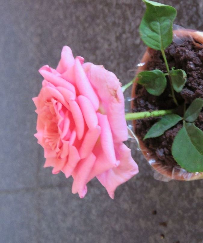 Edible Potted Plant