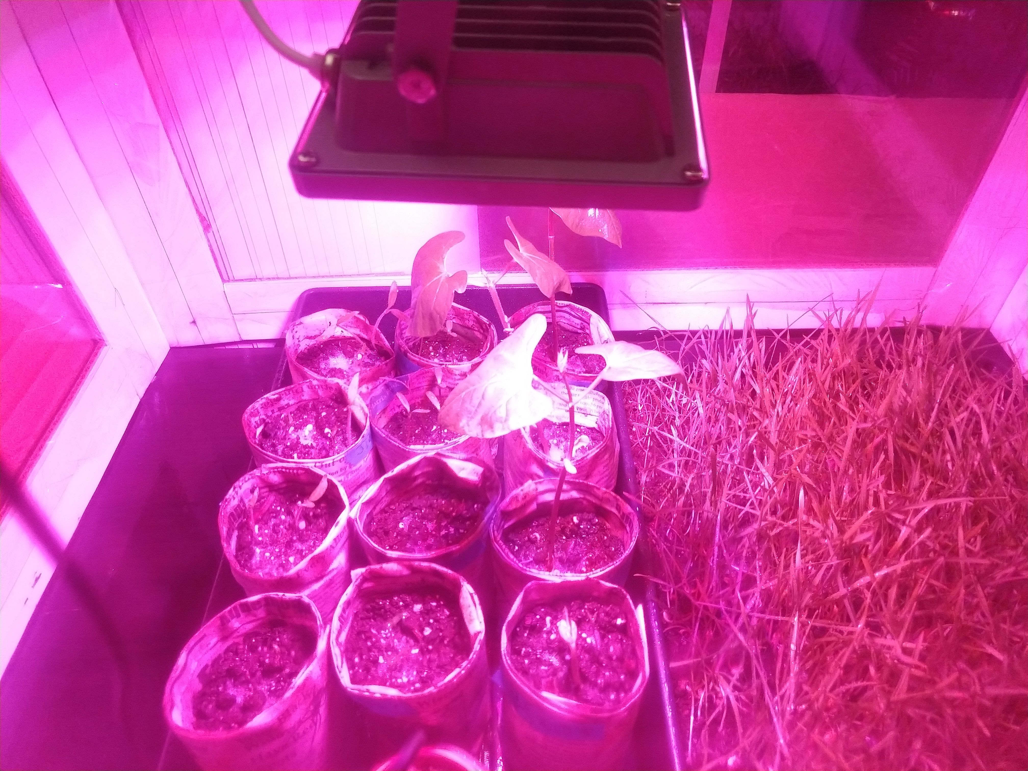 Cardboard Greenhouse 9 Steps (with Pictures) Instructables