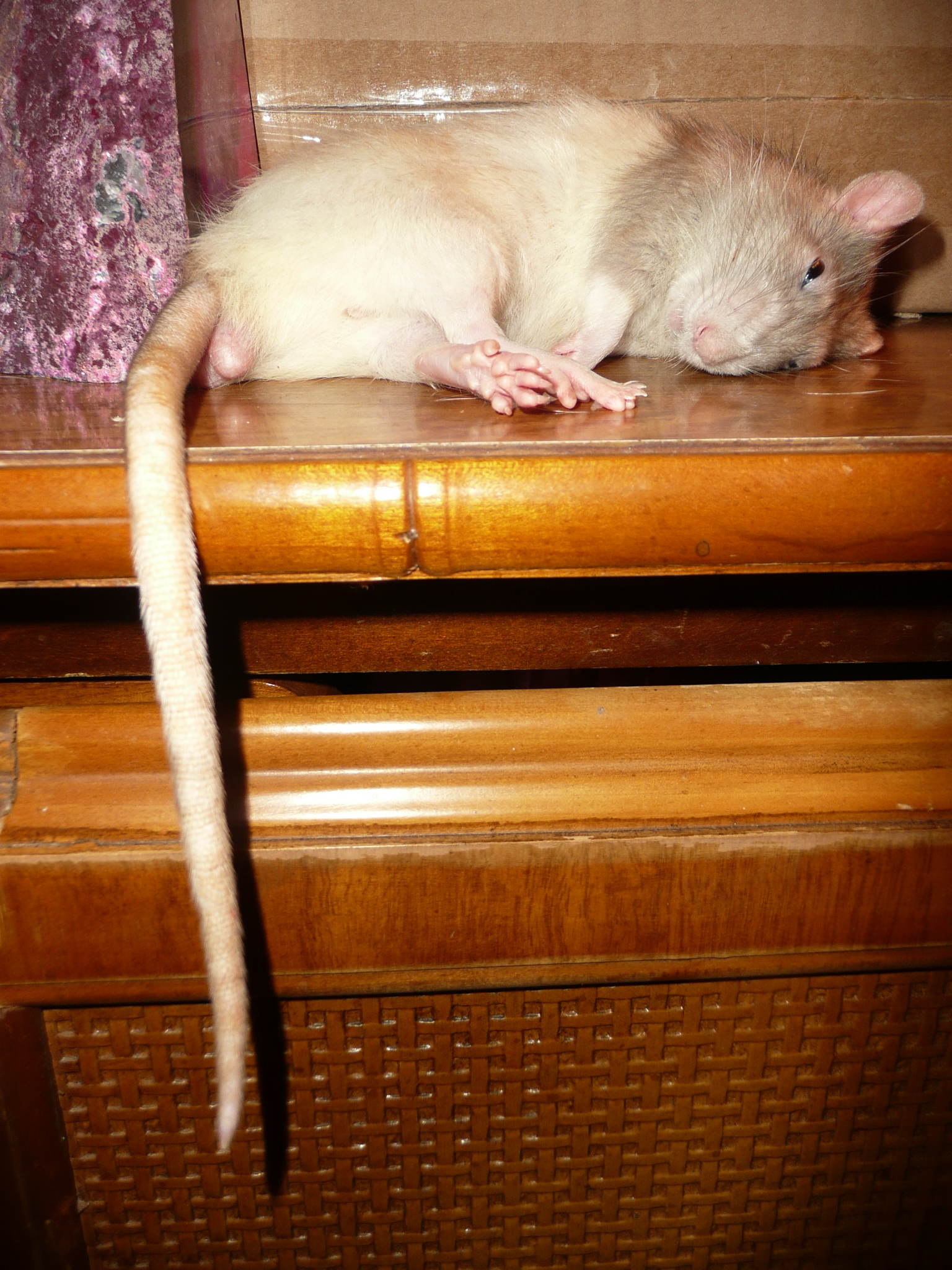 How To Pet Rats 8 Steps Instructables