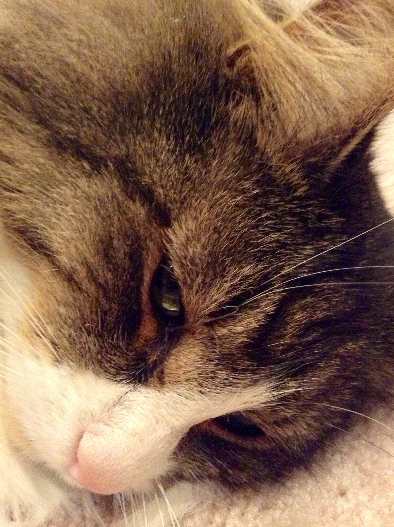 How To Take Super Good Pictures Of Cats