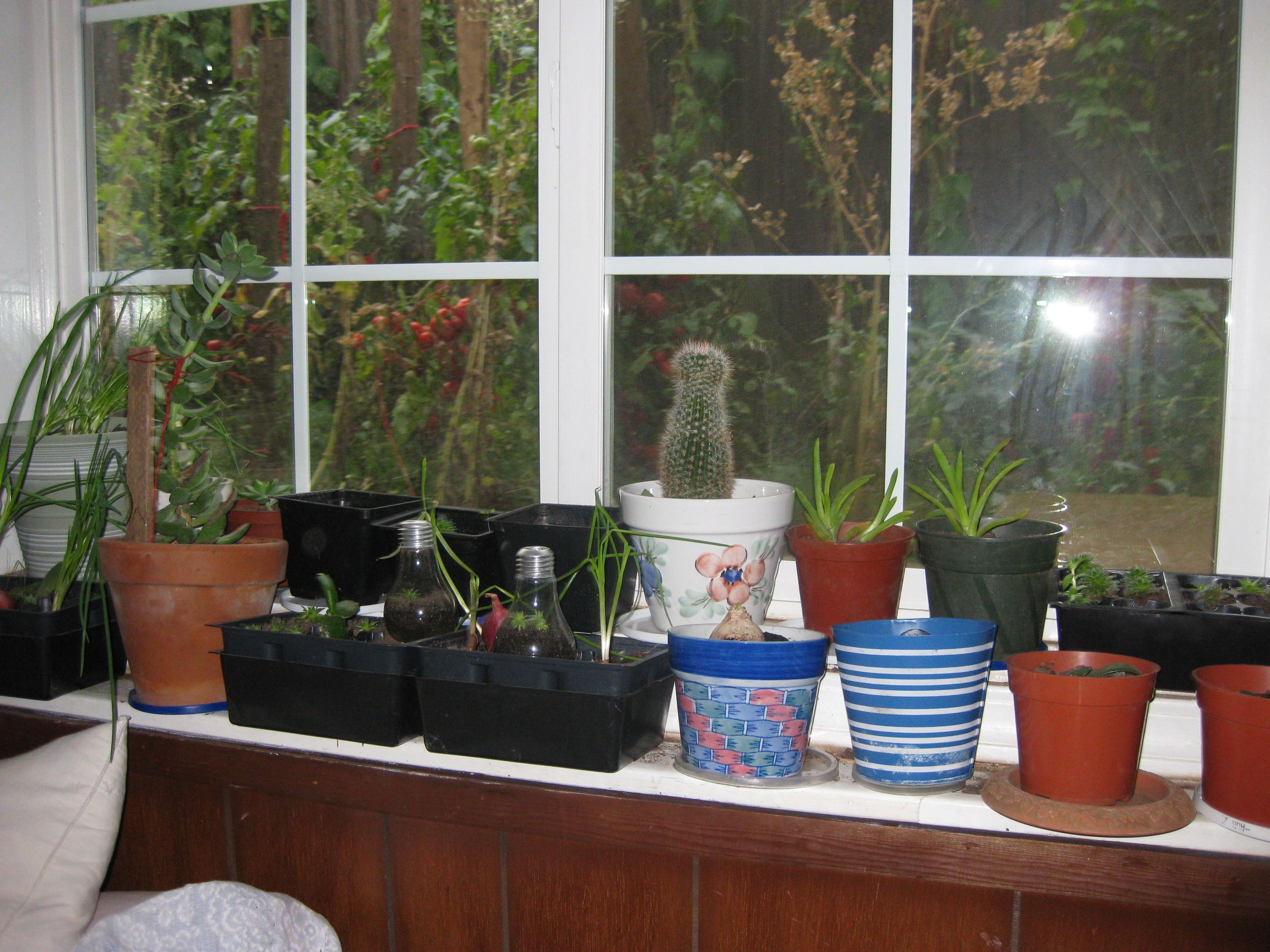 How to Force Bulbs Indoors. 5 Steps Instructables