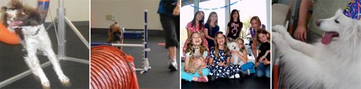 Dog Training Experts in Austin