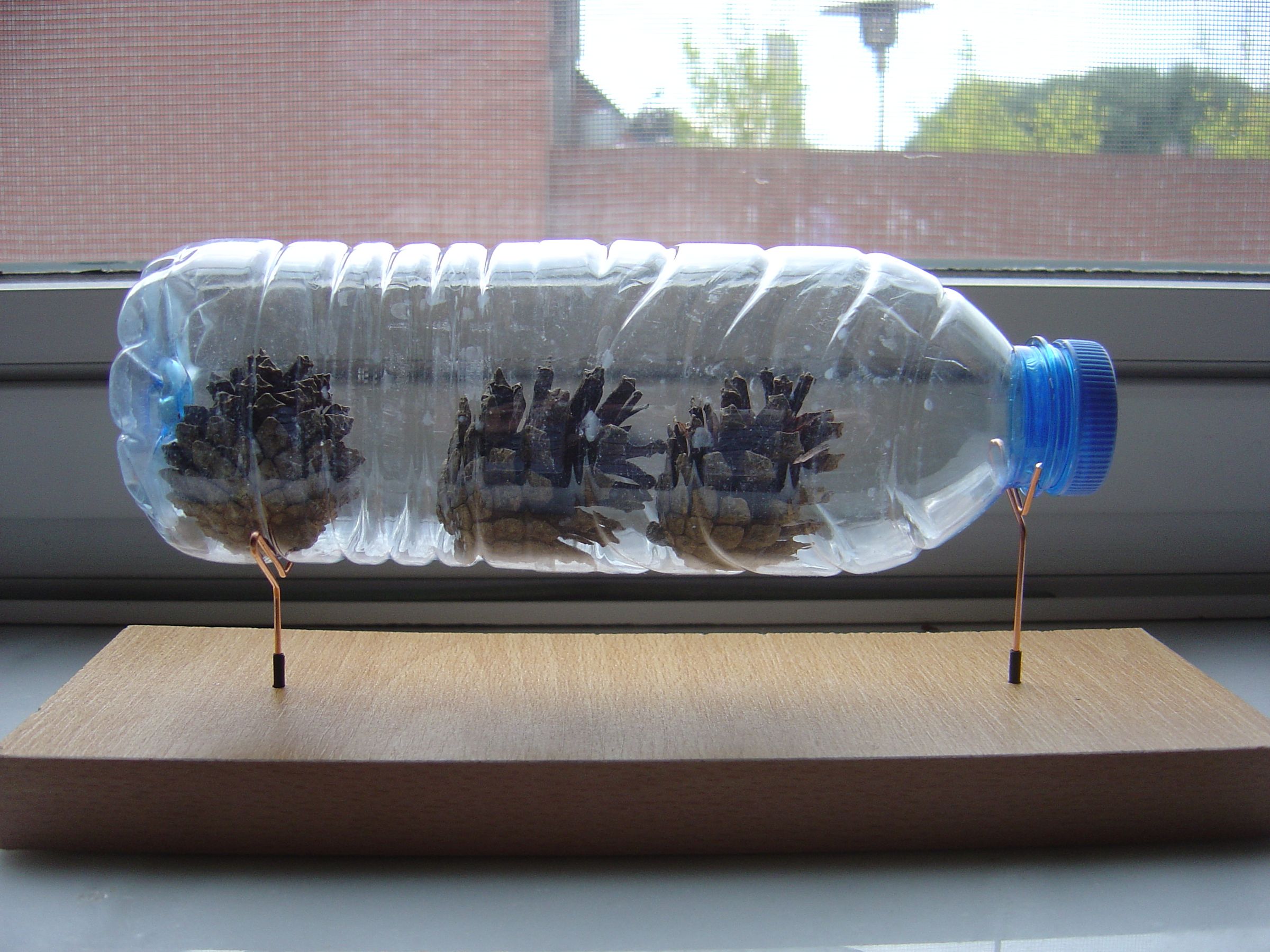 pine cones in a bottle!