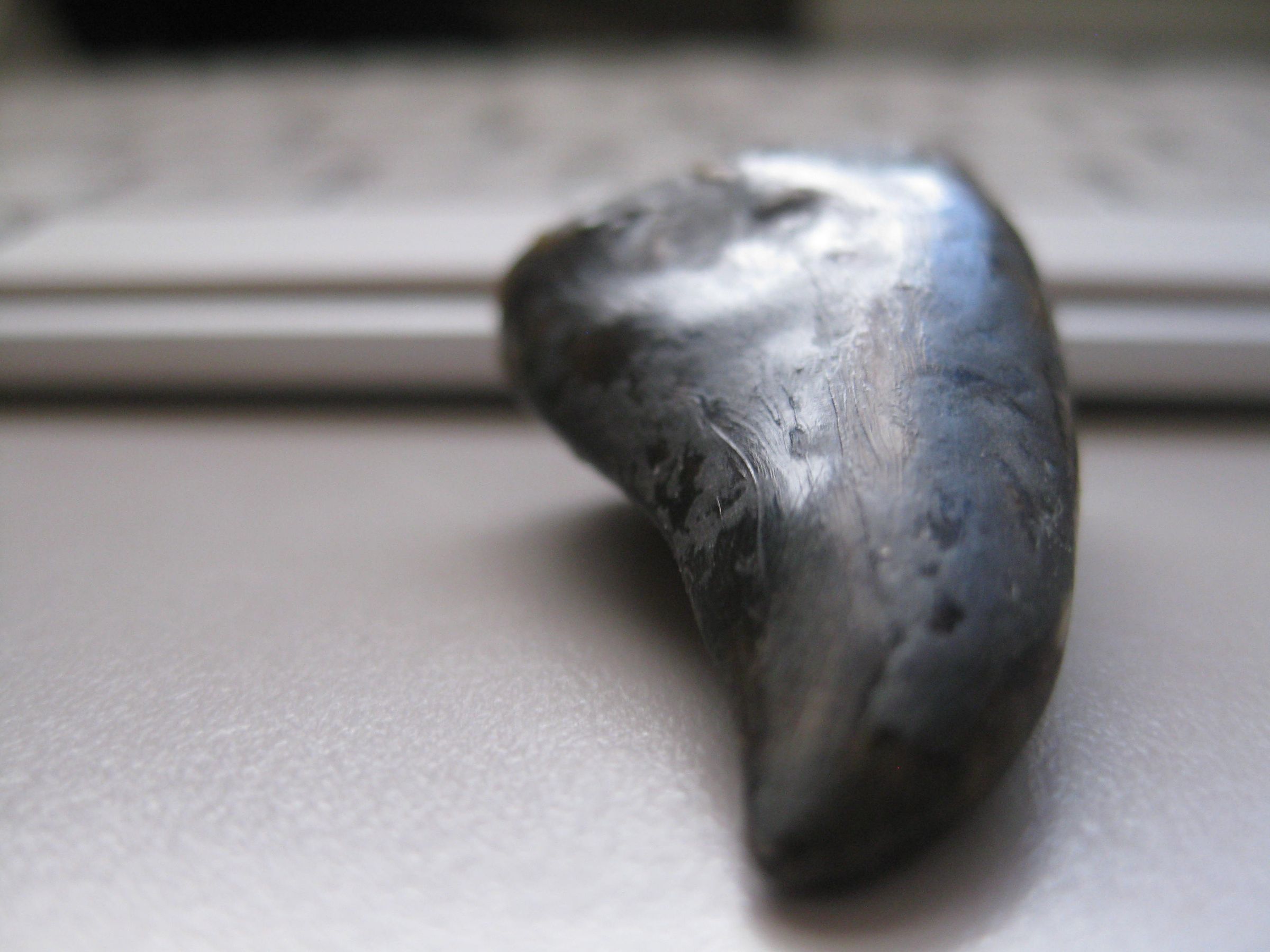 T-rex Tooth ? ...