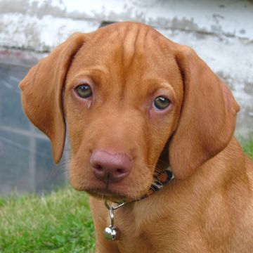 How to Make a Spring Pole Toy for an Energetic Puppy