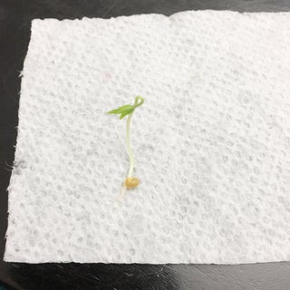 Pre-Sprouting Seeds : 7 Steps (with Pictures) - Instructables