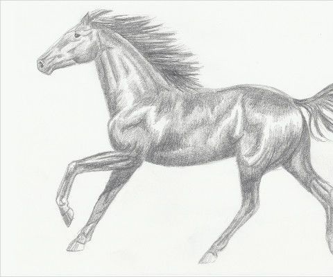How to Sketch a Horse