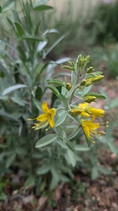 Starting and Growing Cleomella Arborea (California Bladderpod) From Seed