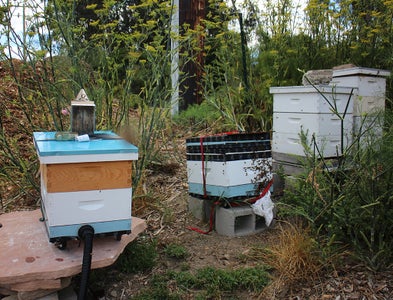 Bees Are Cute, Fuzzy, Stinging Insects (the Disclaimer)
