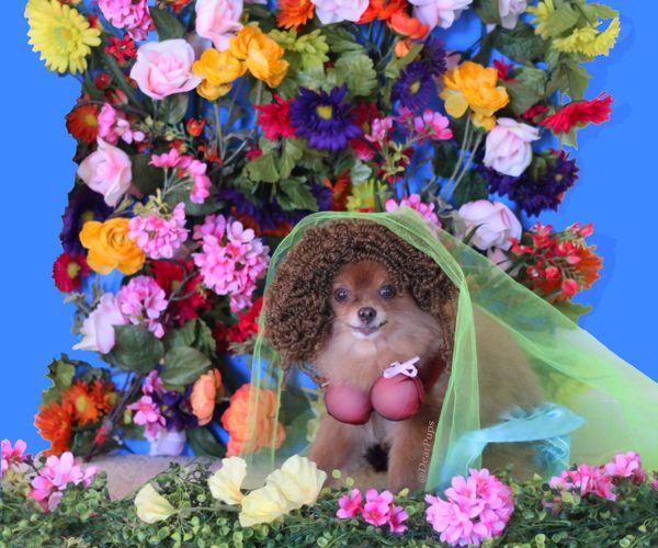 Beyonce Dog Costume