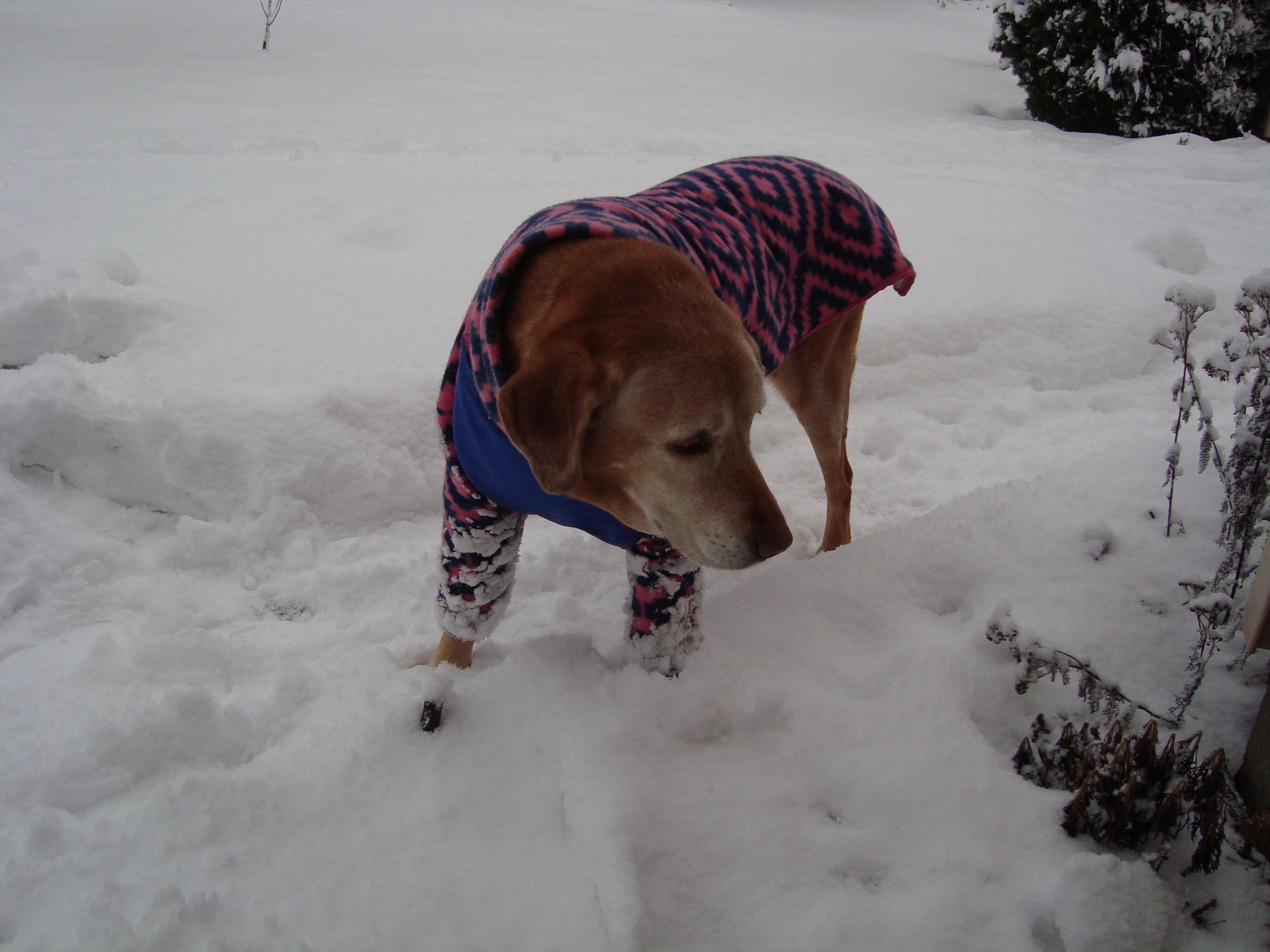 Coat for Arthritic Dog 7 Steps (with Pictures) Instructables