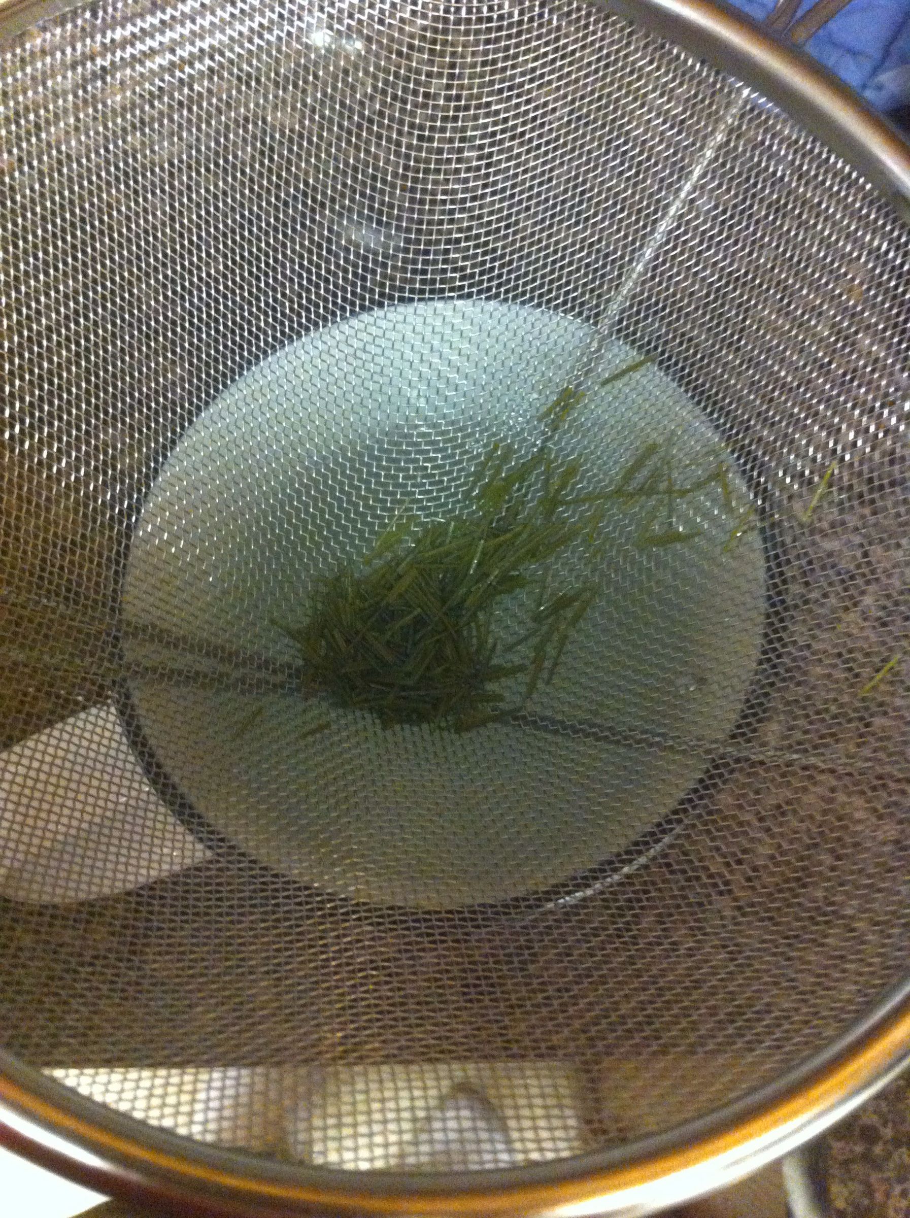 How to Make Pine Needle Tea 3 Steps Instructables