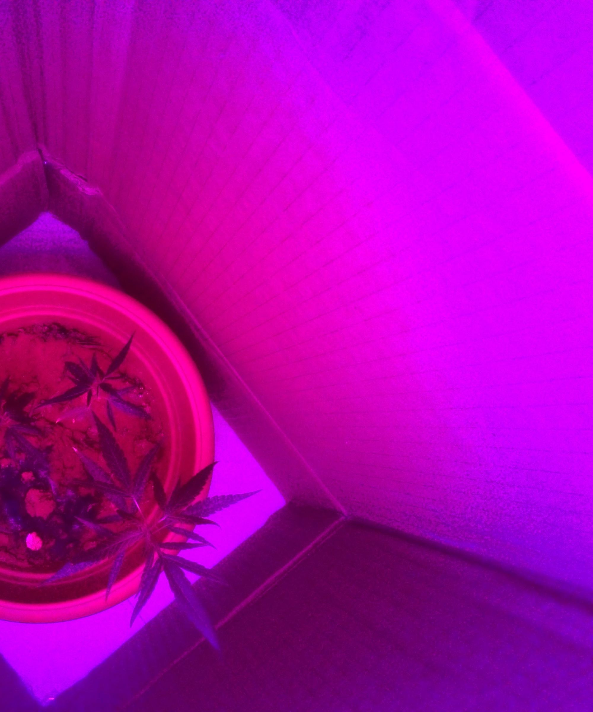 Plant Grow Light