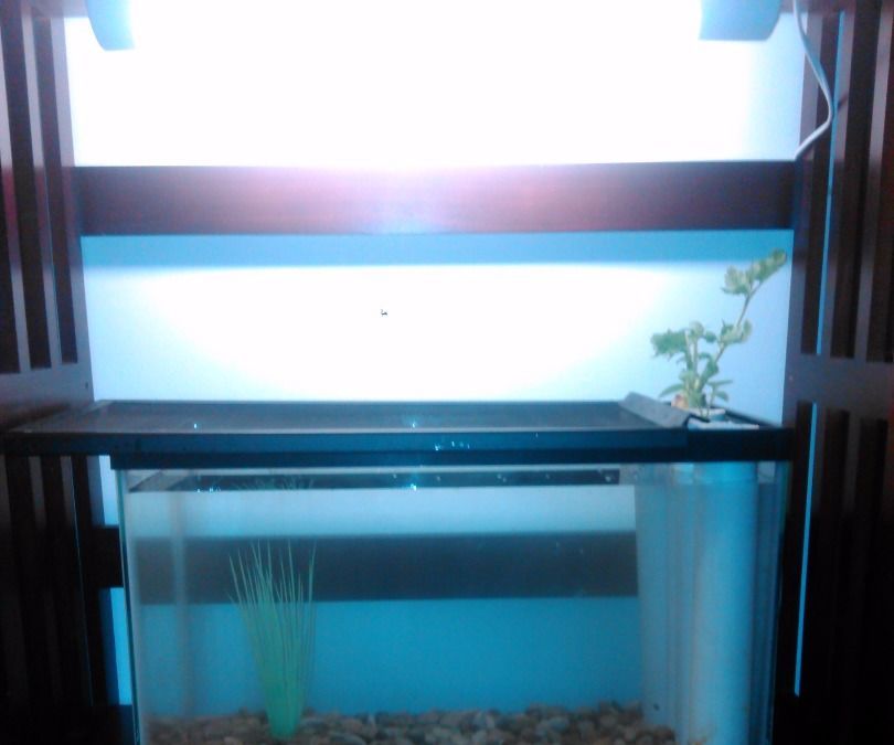 Recycled Tank Aquaponics