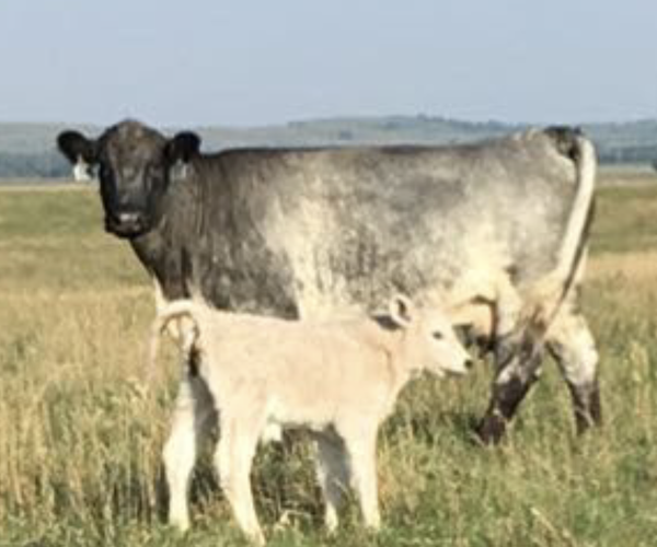 How to Tag Calves Properly