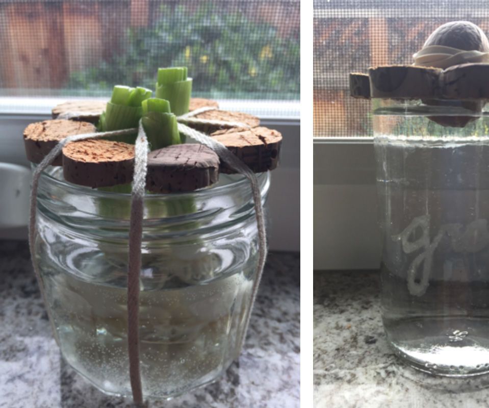 Sprouter: Grow Your Scraps!