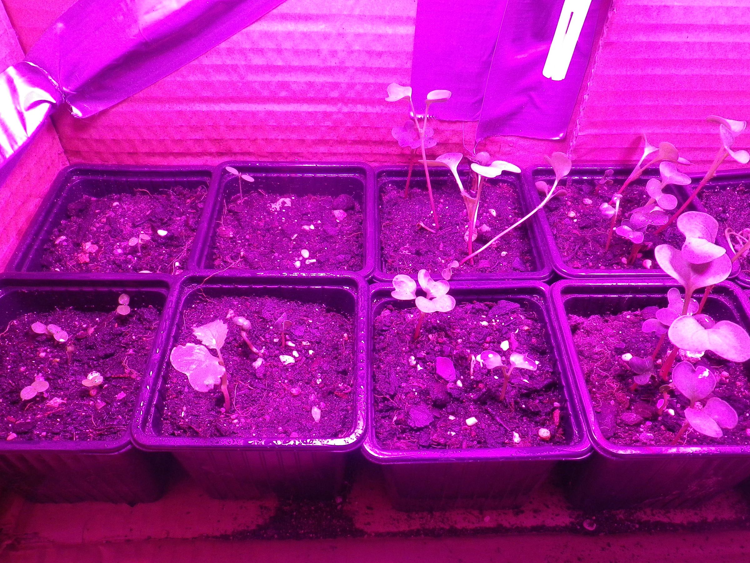 Small Grow & Germination Box in Cardbord Box 8 Steps (with Pictures) Instructables