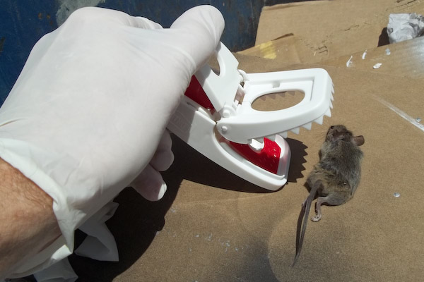 Emptying the Mouse Trap