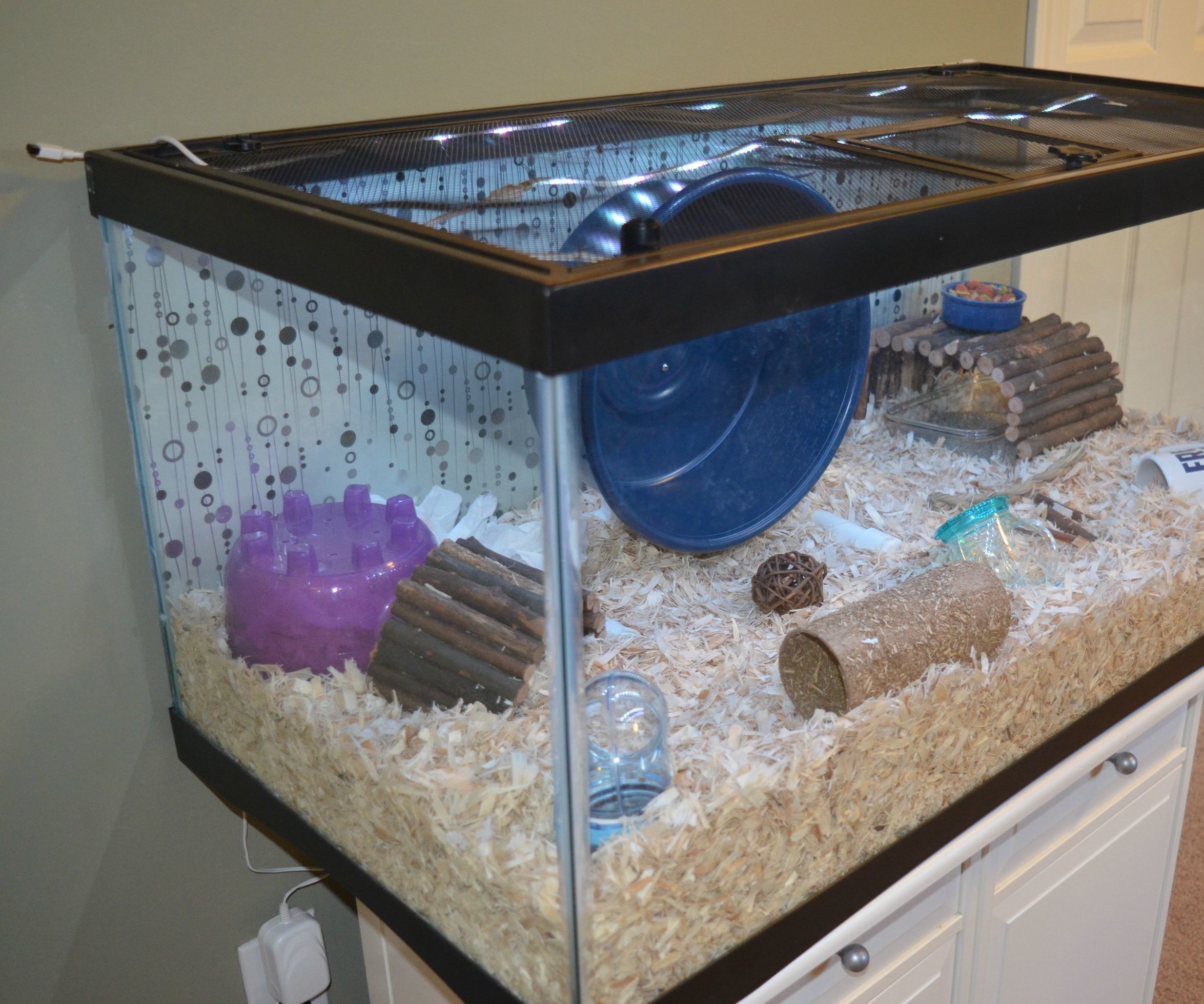 Can a Hamster Live in a Fish Tank? Shocking Truth Revealed!