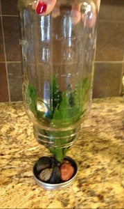 Gradually Lower Mason Jar Over the Plant.