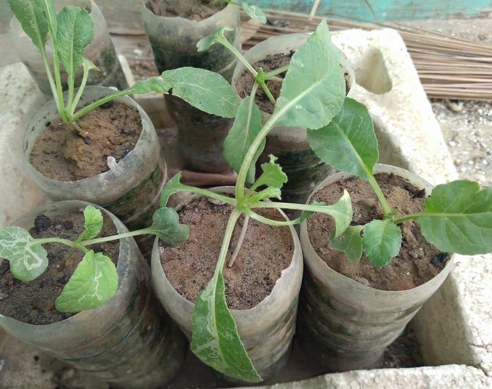 Cold Drink Bottles Being Eco-friendly!