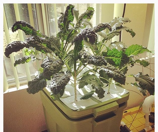 DIY Aeroponics 6-Plant Tub With Built-in Reservoir 