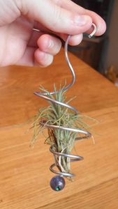 Install the Plant
