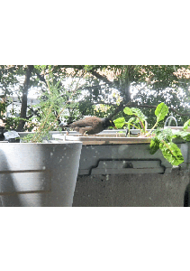 Indian Myna Bird Protection