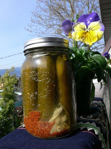 Probiotic Rich Dill Pickles