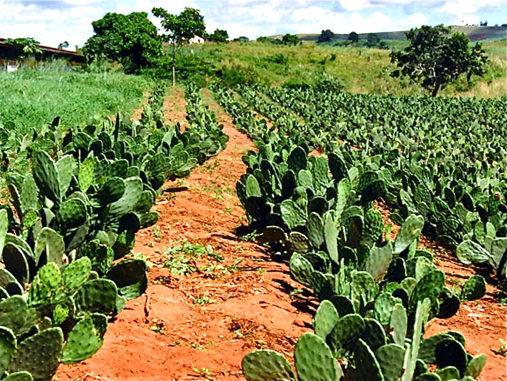 Spineless Opuntia to Combat Desertification