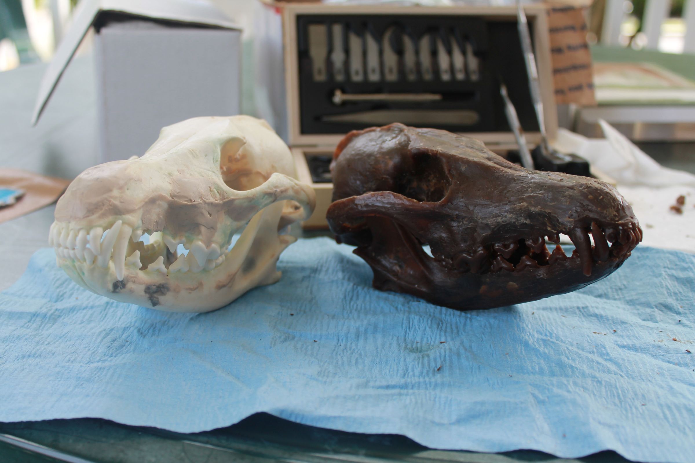 Cast a [Coyote] Skull