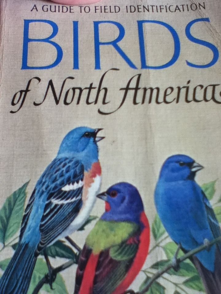 A Complete Guide to Bird Watching