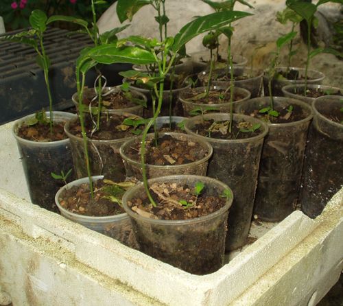 PICNIC CUP FLOWER POTS